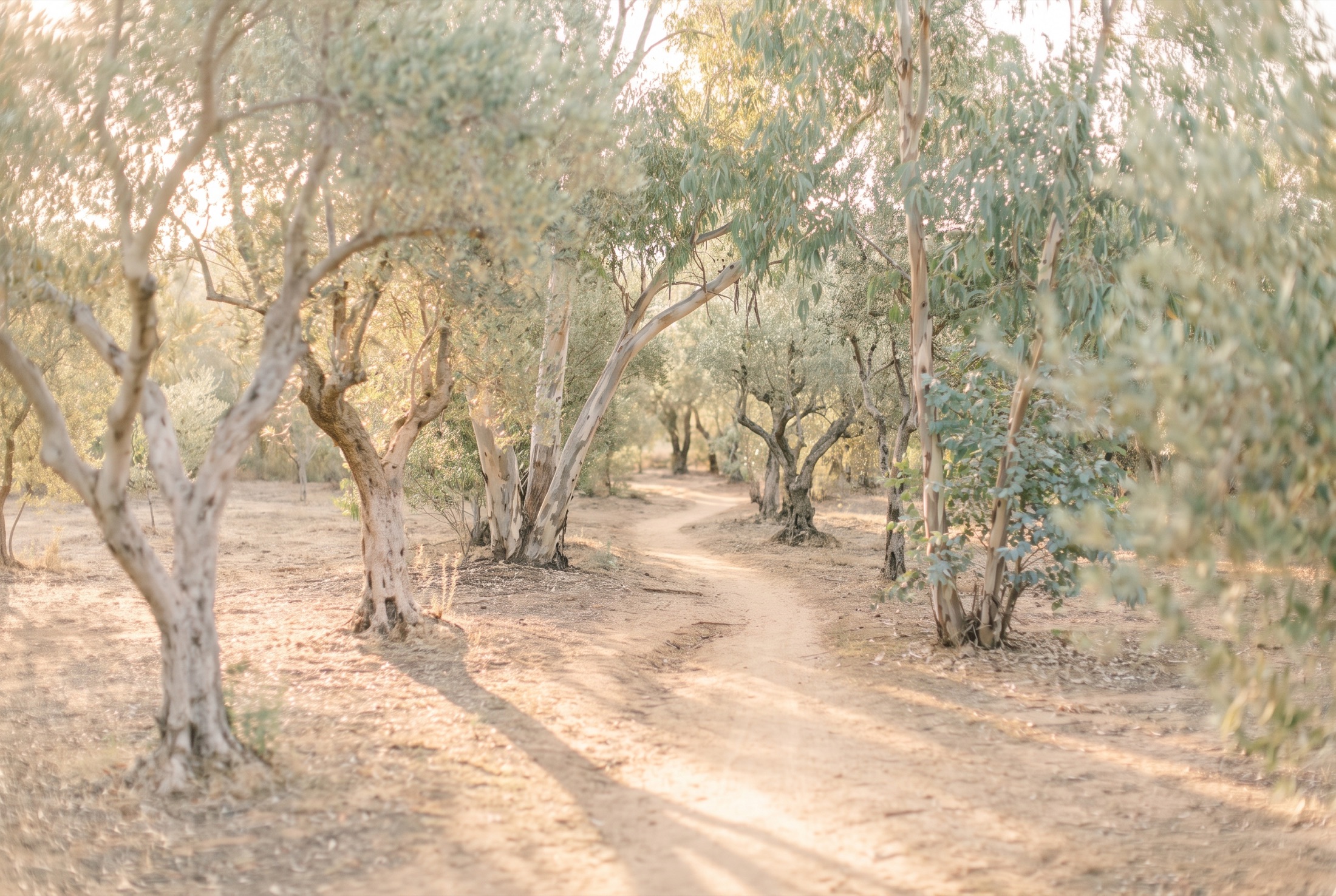 Sand-colored footpath through a sparse grove of olive trees